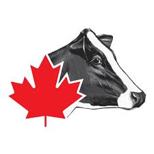 holstein canada